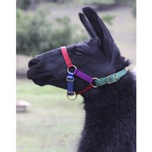 Zephyr Llama Halters